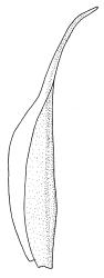 Trematodon flexipes, perichaetial leaf. Drawn from J. Child 6008, CHR 432677.
 Image: R.C. Wagstaff © Landcare Research 2016 
